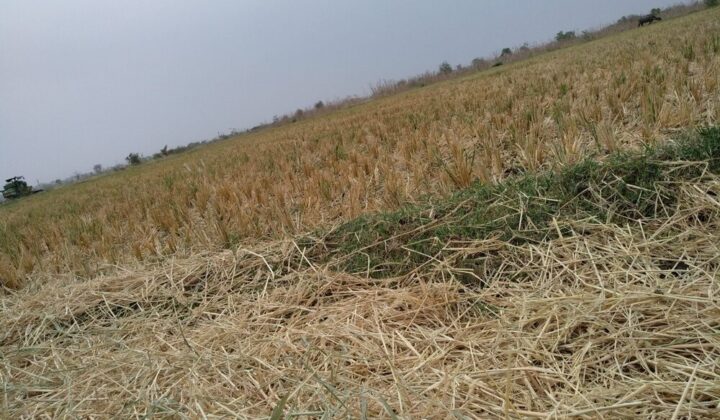 Danni agricoli causati da eventi climatici