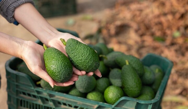 Coltivazione di avocado in Sicilia