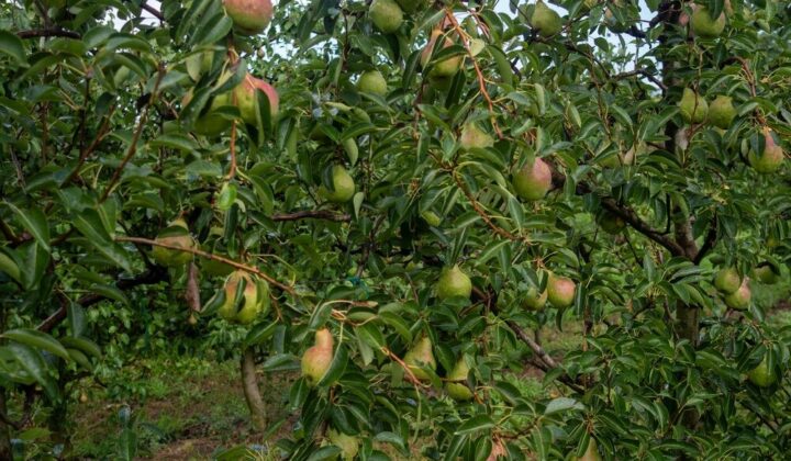Pere italiane pronte per l'export