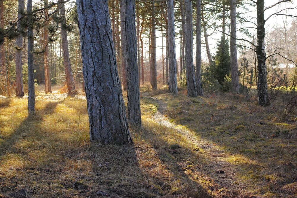 Alberi piantati in Italia